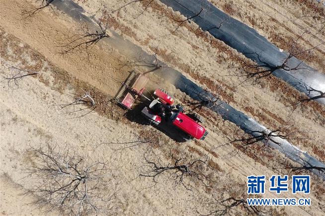 （抓好春耕备耕 稳住农业生产·图文互动）（2）从“百枣园”到“科技小院”——山西青年农民谱写特色春耕“交响曲”