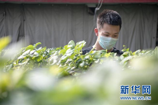 （抓好春耕备耕 稳住农业生产·图文互动）（4）从“百枣园”到“科技小院”——山西青年农民谱写特色春耕“交响曲”