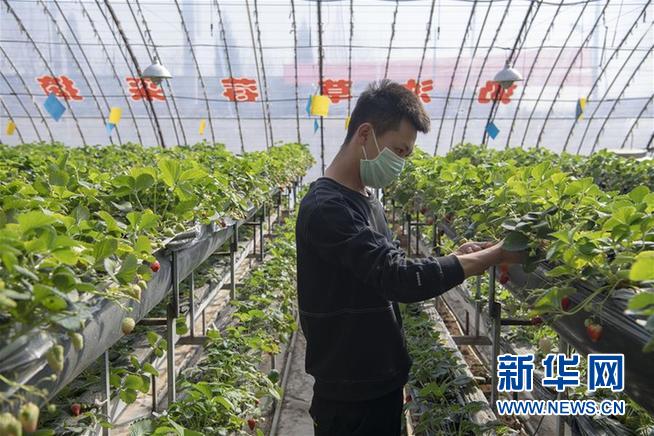 （抓好春耕备耕 稳住农业生产·图文互动）（3）从“百枣园”到“科技小院”——山西青年农民谱写特色春耕“交响曲”