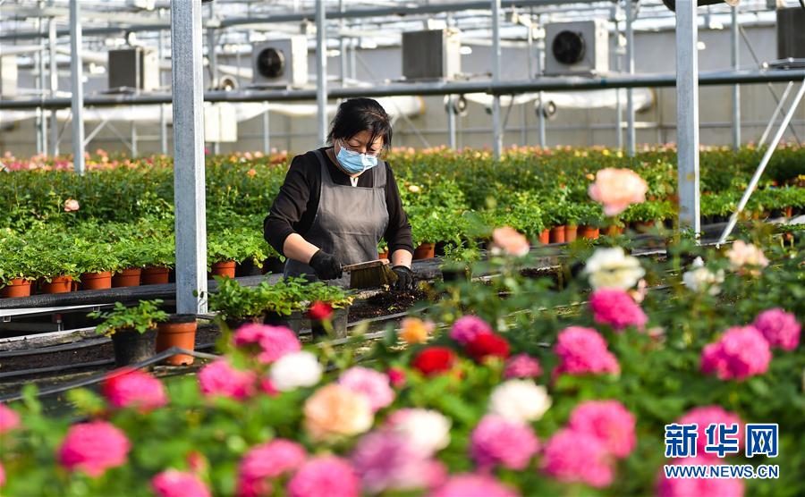 （经济）（3）山西太原：抓紧农时 保障花卉市场供应