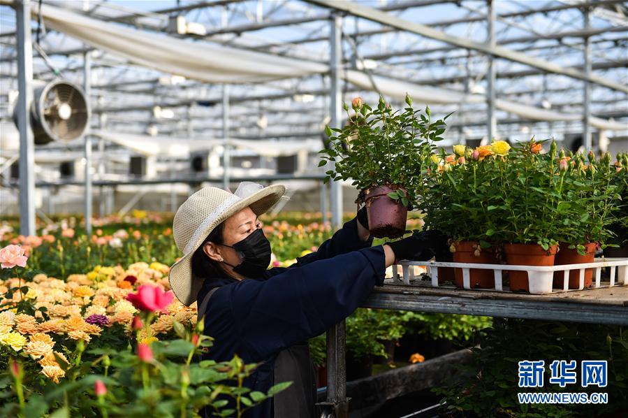 （经济）（2）山西太原：抓紧农时 保障花卉市场供应