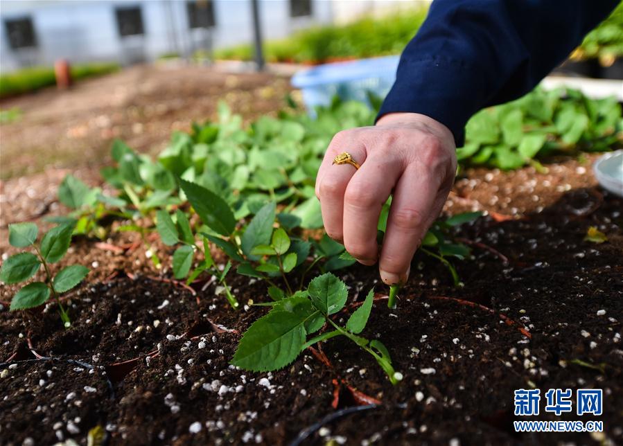 （经济）（6）山西太原：抓紧农时 保障花卉市场供应