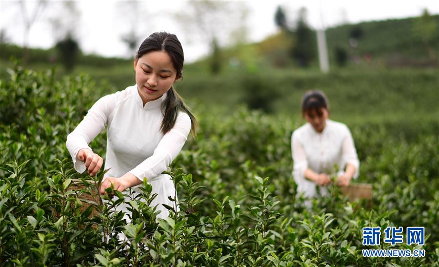 （经济）（5）贵州余庆：20万亩茶叶开采