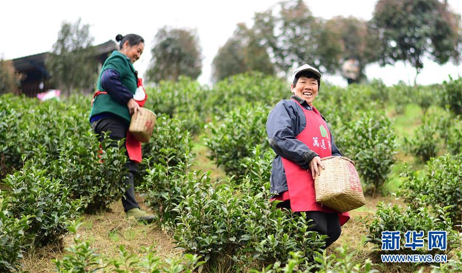 （经济）（4）贵州余庆：20万亩茶叶开采