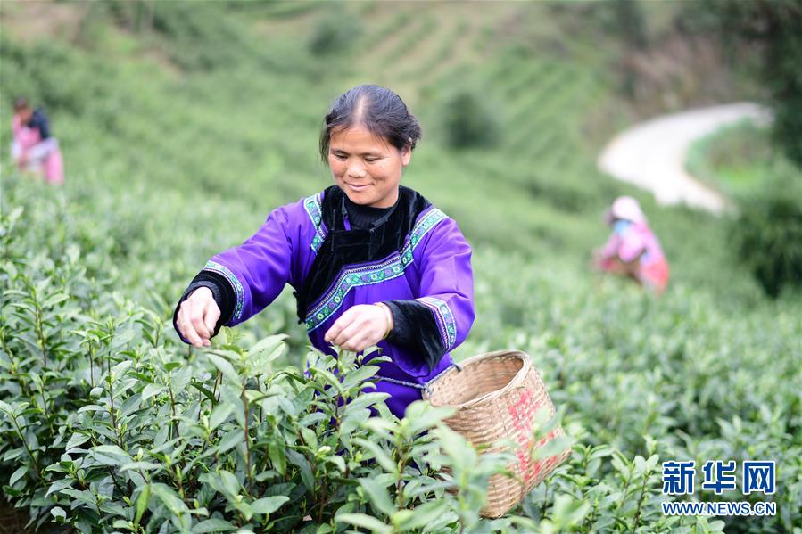 （经济）（3）贵州余庆：20万亩茶叶开采