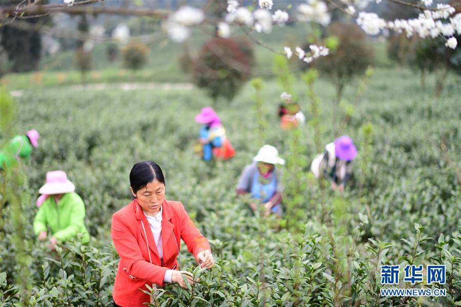 (经济)(2)贵州余庆:20万亩茶叶开采