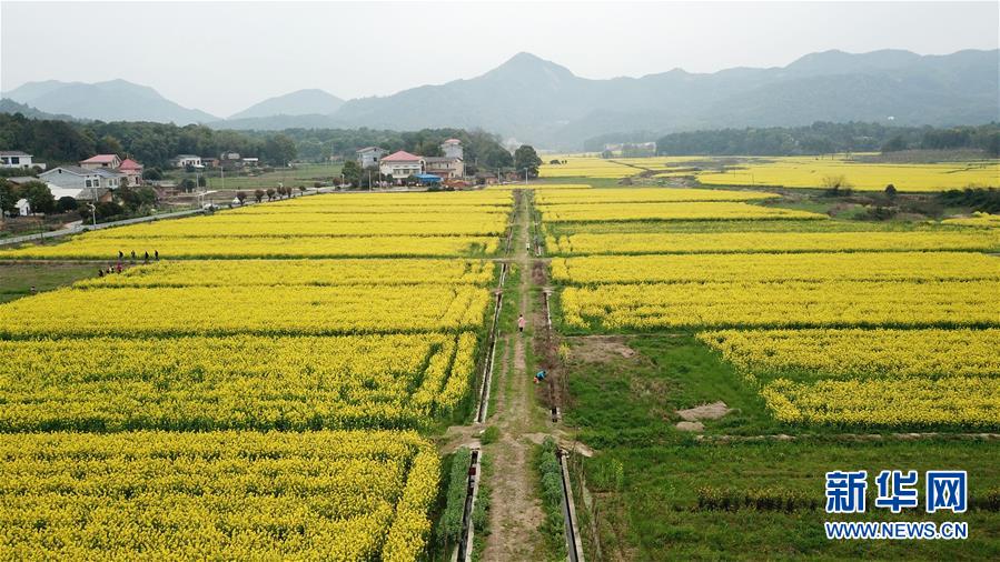 (环境)(2)湖南长沙:油菜花开春满园