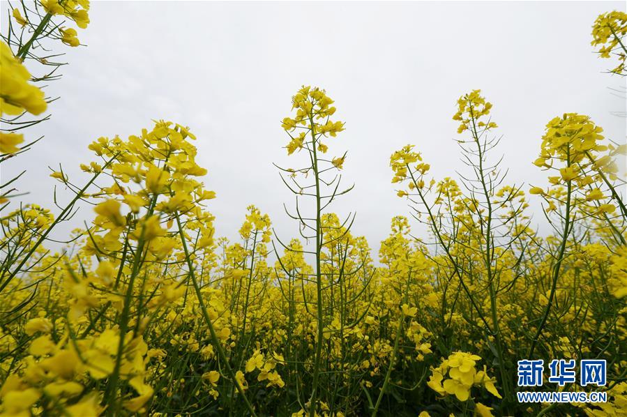 (环境)(4)湖南长沙:油菜花开春满园