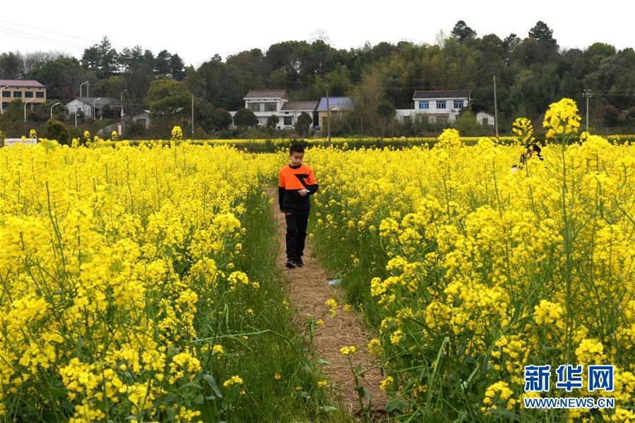 (环境)(6)湖南长沙:油菜花开春满园