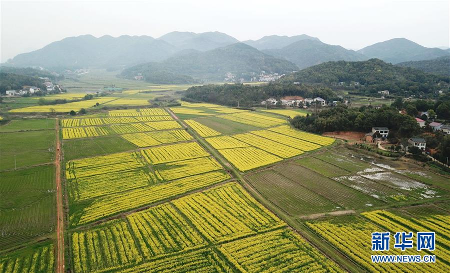 (环境)(5)湖南长沙:油菜花开春满园
