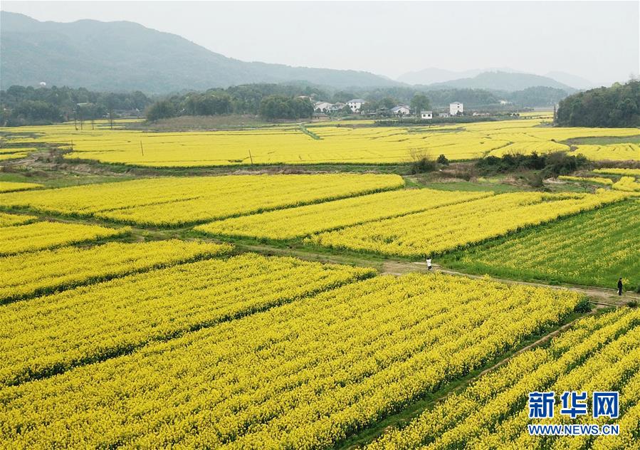 (环境)(8)湖南长沙:油菜花开春满园