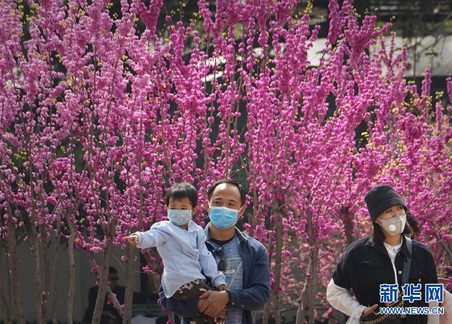 （环境）（5）花开迎春