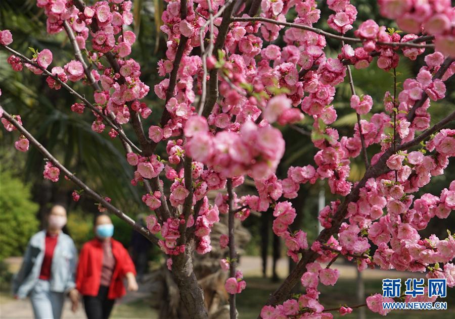 （环境）（1）花开迎春