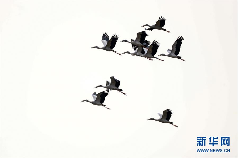 （环境）（3）贵州黔西：群鸟舞春