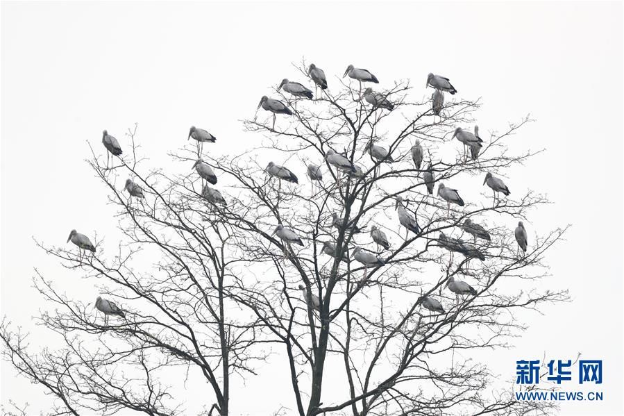 （环境）（4）贵州黔西：群鸟舞春