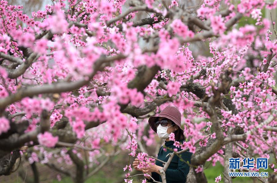 (美丽中国)(3)陕西西安:桃花灼灼斗春芳