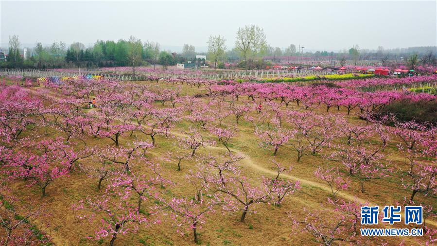 (美丽中国)(2)陕西西安:桃花灼灼斗春芳