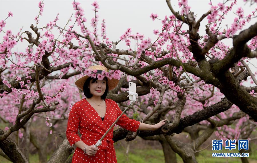 (美丽中国)(4)陕西西安:桃花灼灼斗春芳