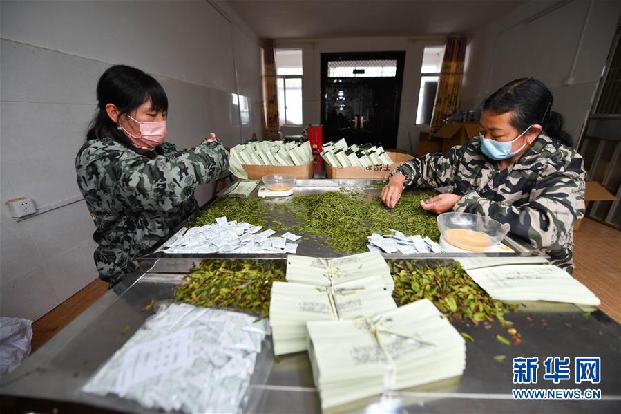 (经济)(5)江西靖安:春日采茶忙
