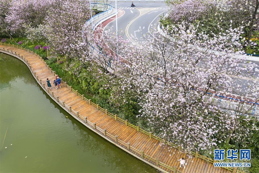(春季美丽生态)(2)广西柳州:洋紫荆盛开 城市成花海