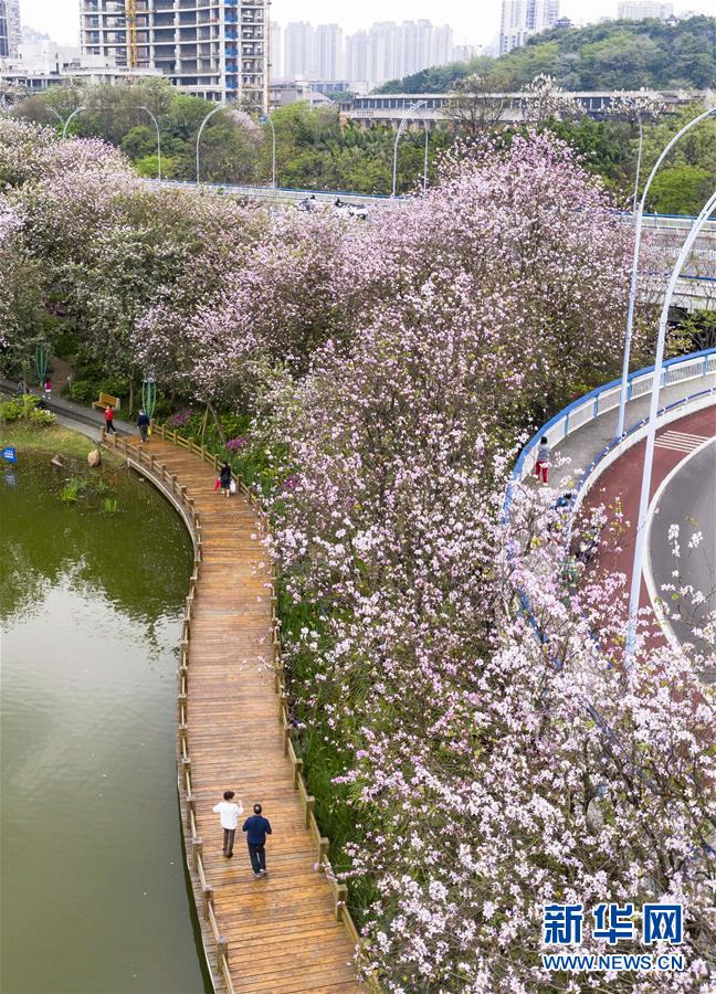 (春季美丽生态)(3)广西柳州:洋紫荆盛开 城市成花海