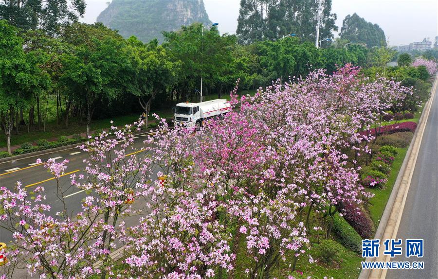 #(春季美丽生态)(6)广西柳州:洋紫荆盛开 城市成花海