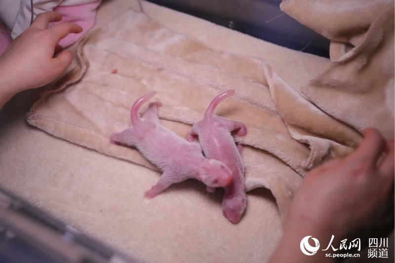 大熊猫“福娃”的新生幼崽。成都大熊猫繁育研究基地提供图