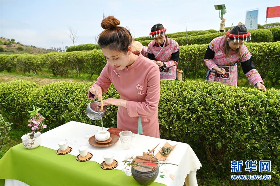 (社会)(1)福州春茶节线上开采