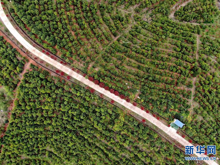 （经济）（2）河南光山：油茶富民
