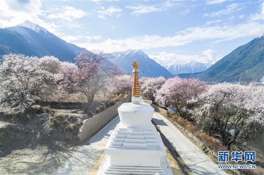 (美丽中国)(8)西藏林芝桃花盛开