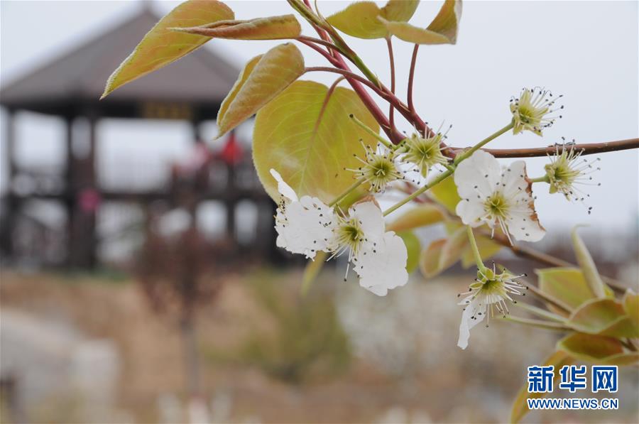 （社会）（2）山西运城：梨花开 引客来