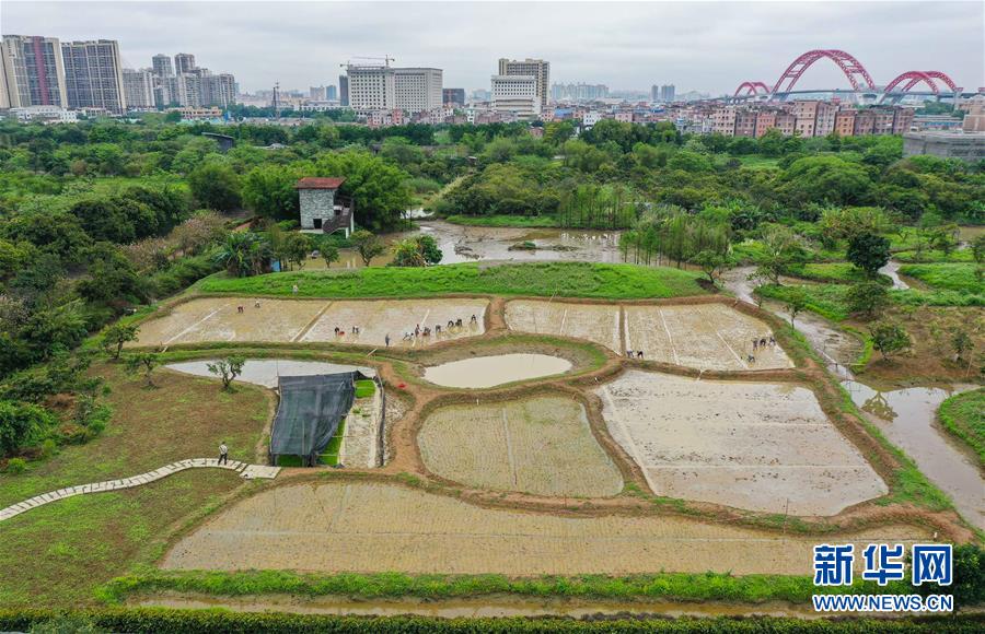 (经济)(6)广州:城市稻田插秧忙