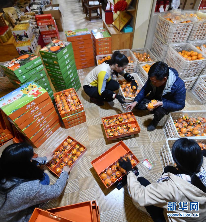（社会）（9）可爱的乡村——鹿寨蜜橙父子兵