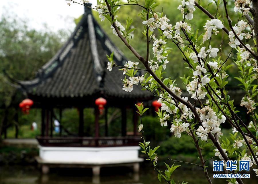 (社会)(1)上海:古典园林春意浓