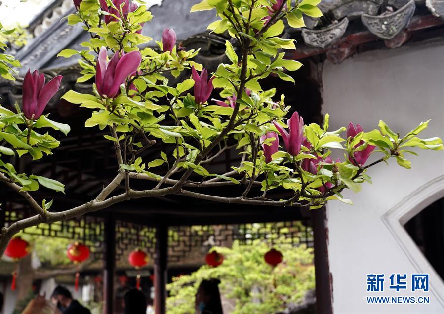 (社会)(4)上海:古典园林春意浓