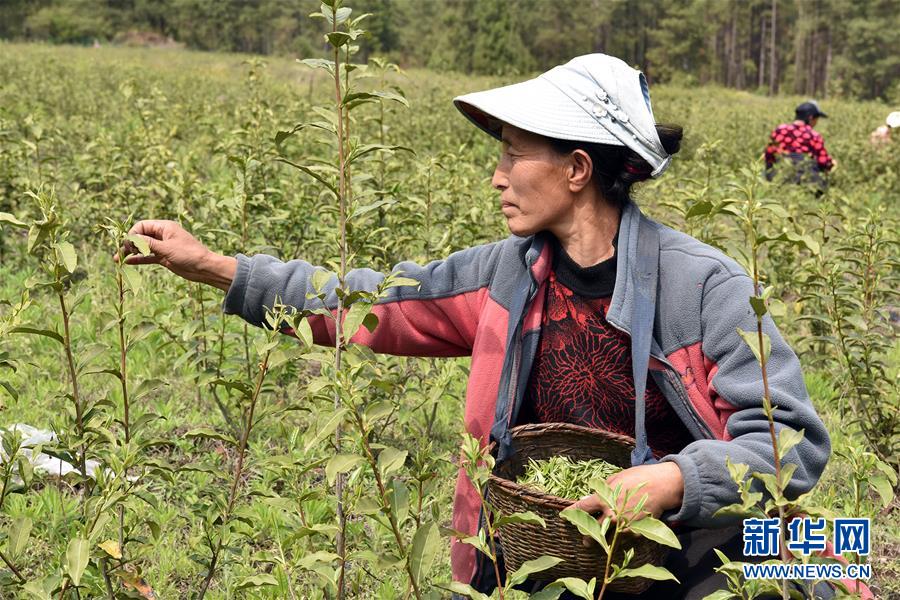 (脱贫攻坚)(3)西藏察隅首批春茶开采