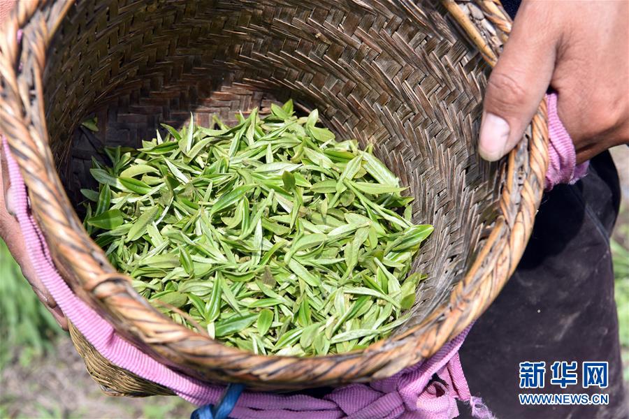 (脱贫攻坚)(7)西藏察隅首批春茶开采
