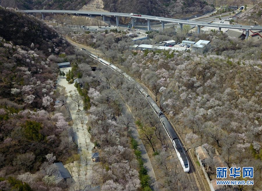 (社会)(4)北京:百年火车站旁春花开