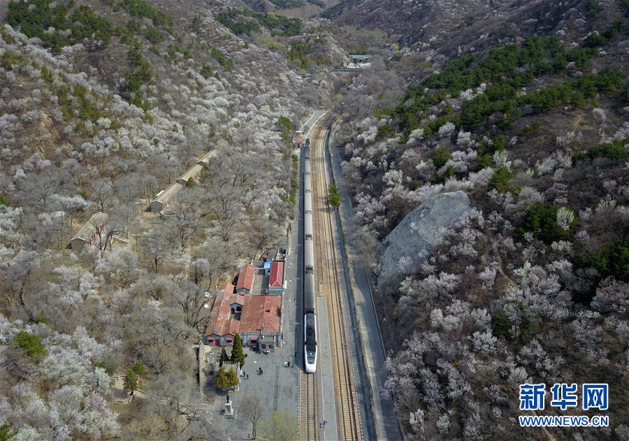 (社会)(2)北京:百年火车站旁春花开