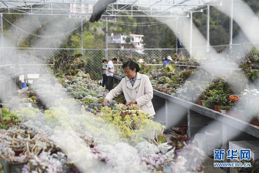（脱贫攻坚）（2）重庆黔江：生态产业促贫困户就业