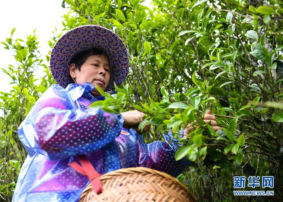 (社会)(3)广东潮州:凤凰春意暖 茶乡复工忙