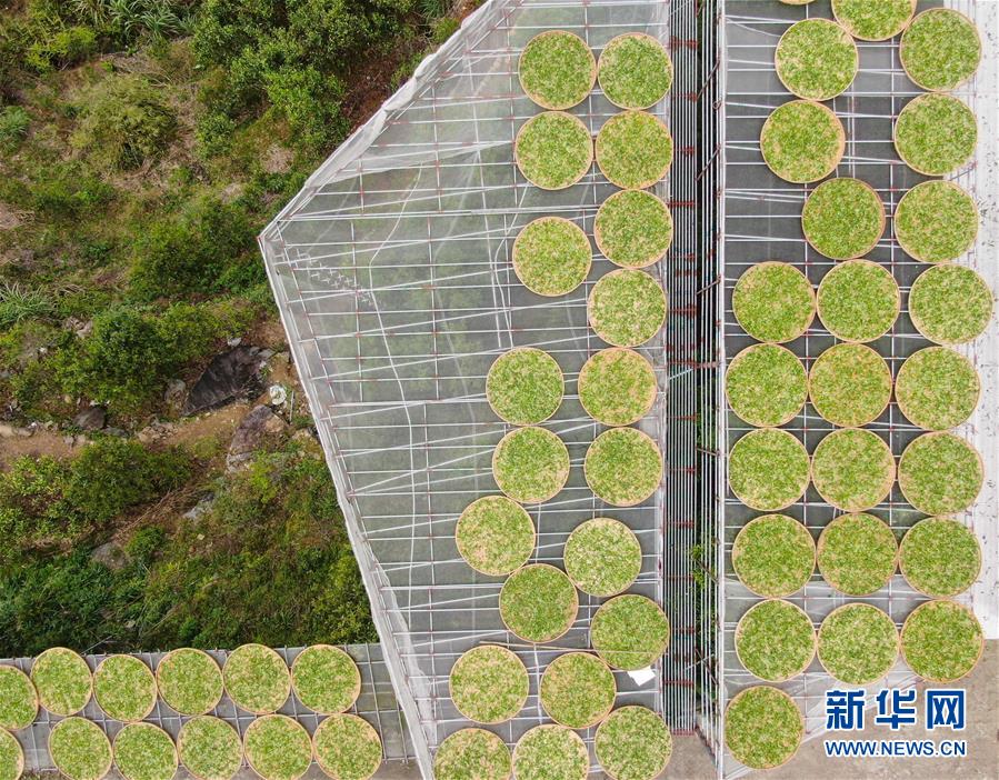 (社会)(4)广东潮州:凤凰春意暖 茶乡复工忙