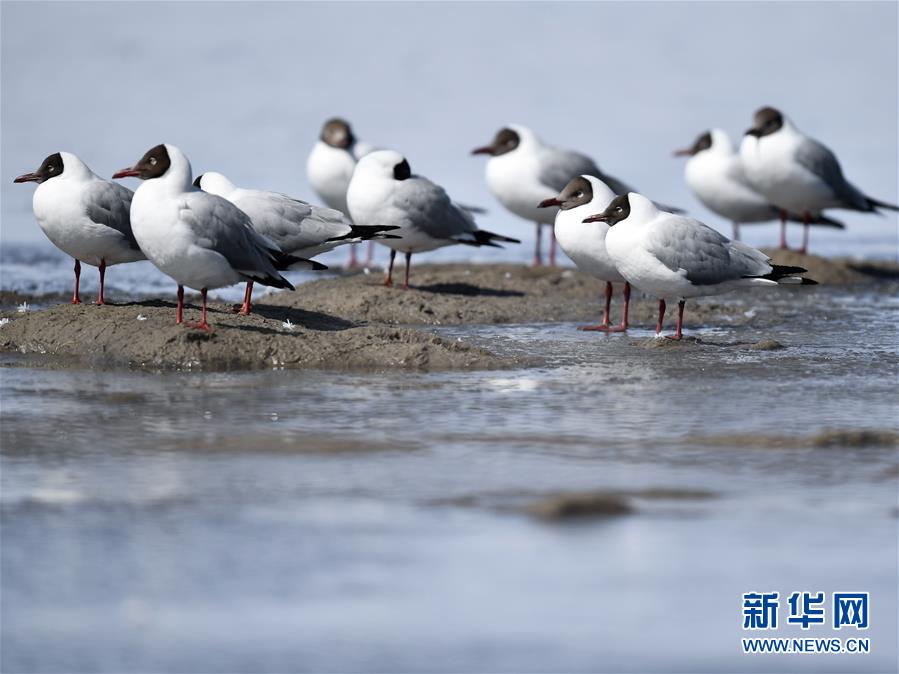 (环境)(1)鸥翔青海湖