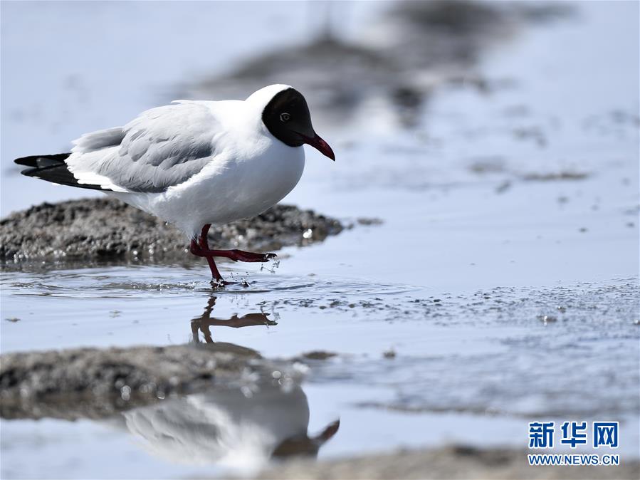 (环境)(2)鸥翔青海湖