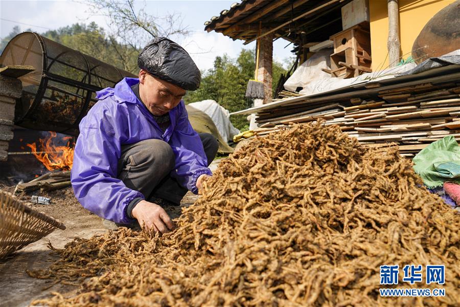 （脱贫攻坚）（4）重庆石柱中益乡：中药材赋能助力脱贫增收