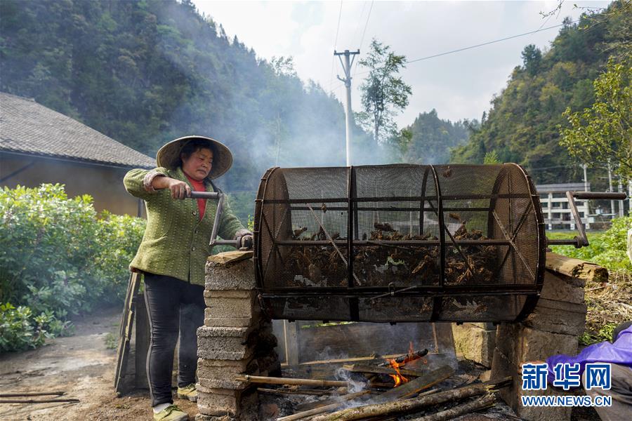 （脱贫攻坚）（7）重庆石柱中益乡：中药材赋能助力脱贫增收