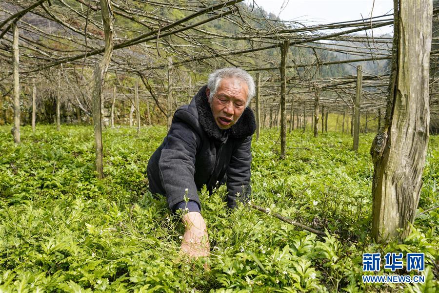 （脱贫攻坚）（8）重庆石柱中益乡：中药材赋能助力脱贫增收