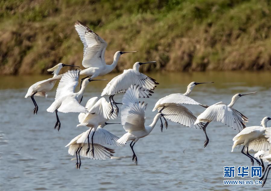 (美丽中国)(2)黑脸琵鹭“长驻”闽江口湿地