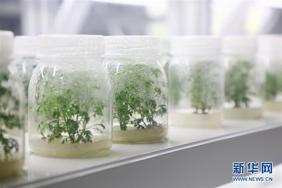 (脱贫攻坚)(2)广西融安:青蒿种植助脱贫