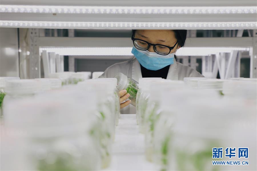(脱贫攻坚)(1)广西融安:青蒿种植助脱贫